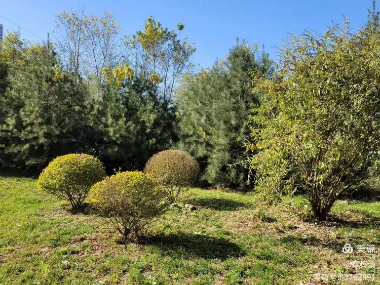 冬游曲江花影公园